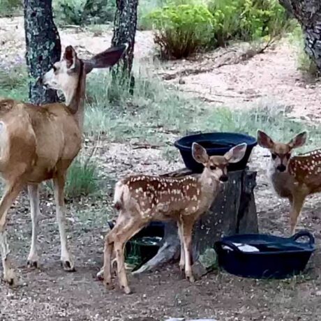 Wildlife watching area with opportunities to observe animals in nature