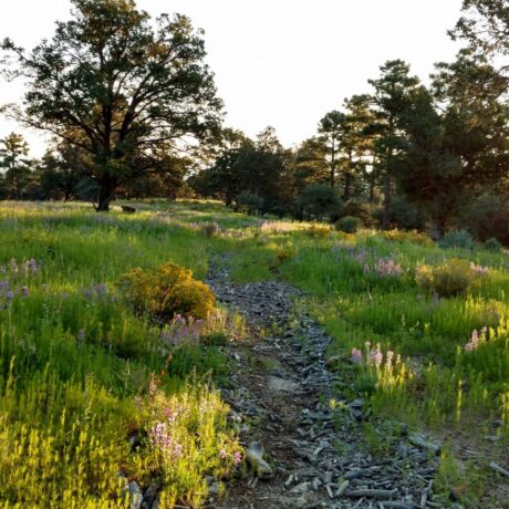 trails surrounded by wilderness