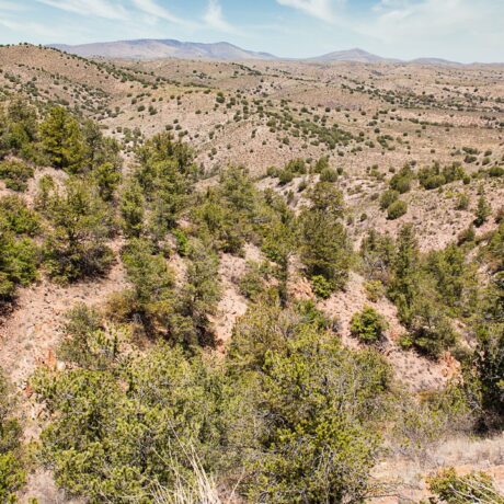Hiking trail through Gila National Forest surrounded by lush greenery